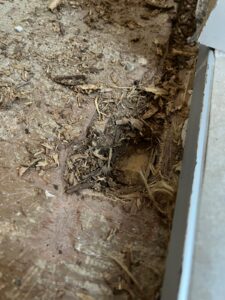 Houtrot | Bull Schuimbeton